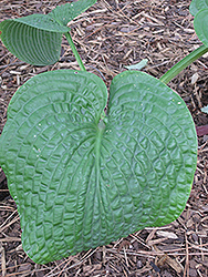 Clear Fork River Valley Hosta (Hosta 'Clear Fork River Valley') at Lakeshore Garden Centres