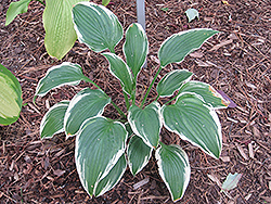 Lacy Belle Hosta (Hosta 'Lacy Belle') at Lakeshore Garden Centres