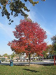 Cimmaron Green Ash (Fraxinus pennsylvanica 'Cimmaron') at Lakeshore Garden Centres
