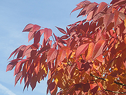 Cimmaron Green Ash (Fraxinus pennsylvanica 'Cimmaron') at Lakeshore Garden Centres