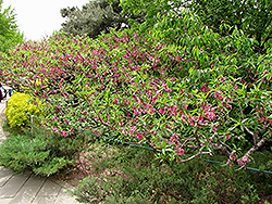 Versicolor Flowering Peach (Prunus persica 'Versicolor') at Lakeshore Garden Centres