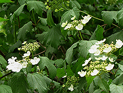 Koehne Viburnum (Viburnum sargentii 'Koehne') at Lakeshore Garden Centres