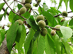 David's Peach (Prunus davidiana) at Lakeshore Garden Centres