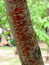 David's Peach (Prunus davidiana) at Lakeshore Garden Centres