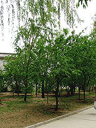 David's Peach (Prunus davidiana) at Lakeshore Garden Centres
