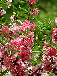 Klara Meyer Flowering Peach (Prunus persica 'Klara Meyer') at Lakeshore Garden Centres