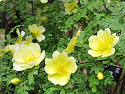 Manchu Rose (Rosa xanthina) at Lakeshore Garden Centres