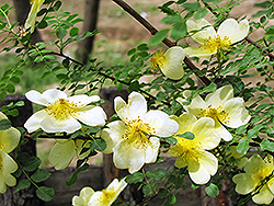 Father Hugo Rose (Rosa hugonis) at Lakeshore Garden Centres