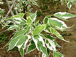 Aureomarginatum Boxelder (Acer negundo 'Aureomarginatum') at Lakeshore Garden Centres