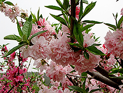 Peppermint Flowering Peach (Prunus persica 'Peppermint') at Lakeshore Garden Centres