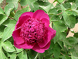 Shou An Hong Tree Peony (Paeonia suffruticosa 'Shou An Hong') at Lakeshore Garden Centres