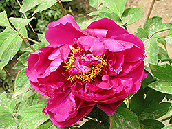 Shinkajishi Tree Peony (Paeonia suffruticosa 'Shinkajishi') at Lakeshore Garden Centres
