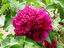 Ping Shi Yan Tree Peony (Paeonia suffruticosa 'Ping Shi Yan') at Lakeshore Garden Centres