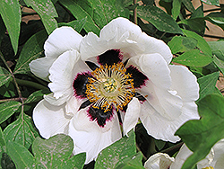 Yang Chun Bai Xue Tree Peony (Paeonia rockii 'Yang Chun Bai Xue') at Lakeshore Garden Centres