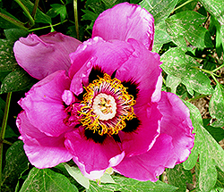 Lan Jin Yu Tree Peony (Paeonia rockii 'Lan Jin Yu') at Lakeshore Garden Centres