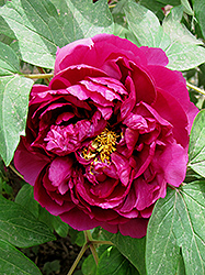Hei Hua Kui Tree Peony (Paeonia suffruticosa 'Hei Hua Kui') at Lakeshore Garden Centres