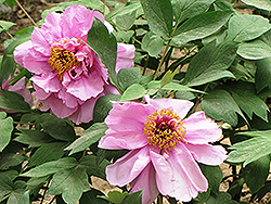 Si He Lian Tree Peony (Paeonia suffruticosa 'Si He Lian') at Lakeshore Garden Centres