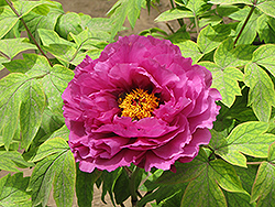 Luo Yang Hong Tree Peony (Paeonia suffruticosa 'Luo Yang Hong') at Lakeshore Garden Centres