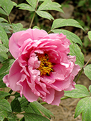 Cong Zhong Xiao Tree Peony (Paeonia suffruticosa 'Cong Zhong Xiao') at Lakeshore Garden Centres