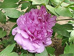 Cai Hui Tree Peony (Paeonia suffruticosa 'Cai Hui') at Lakeshore Garden Centres