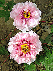 Fen Qiao Tree Peony (Paeonia suffruticosa 'Fen Qiao') at Lakeshore Garden Centres
