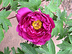 Mo Chi Jin Hui Tree Peony (Paeonia suffruticosa 'Mo Chi Jin Hui') at Lakeshore Garden Centres
