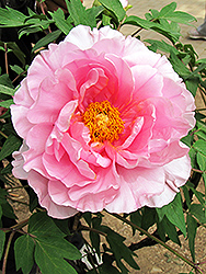 Zhu Sha Lei Tree Peony (Paeonia suffruticosa 'Zhu Sha Lei') at Lakeshore Garden Centres