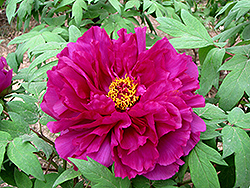 Tai Yang Tree Peony (Paeonia suffruticosa 'Tai Yang') at Lakeshore Garden Centres