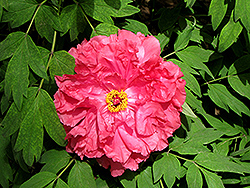 Taiyo Tree Peony (Paeonia suffruticosa 'Taiyo') at A Very Successful Garden Center