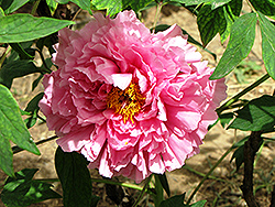Rou Fu Rong Tree Peony (Paeonia suffruticosa 'Rou Fu Rong') at Lakeshore Garden Centres
