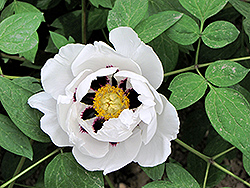 Shu Sheng Peng Mo Tree Peony (Paeonia rockii 'Shu Sheng Peng Mo') at Lakeshore Garden Centres