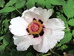 Tian Shi Tree Peony (Paeonia rockii 'Tian Shi') at Lakeshore Garden Centres