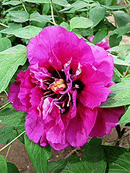 Lan Guan Yu Dai Tree Peony (Paeonia rockii 'Lan Guan Yu Dai') at Lakeshore Garden Centres