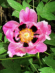 Hui He Tree Peony (Paeonia rockii 'Hui He') at Lakeshore Garden Centres