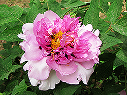 Jin Se Nian Hua Tree Peony (Paeonia rockii 'Jin Se Nian Hua') at Lakeshore Garden Centres
