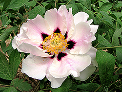 Zi Ban Fen Tree Peony (Paeonia rockii 'Zi Ban Fen') at Lakeshore Garden Centres