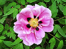Shan Hai Guan Tree Peony (Paeonia rockii 'Shan Hai Guan') at Lakeshore Garden Centres