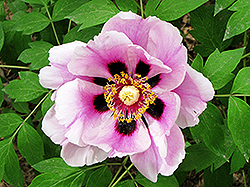 Ren Mian Tao Hua Tree Peony (Paeonia rockii 'Ren Mian Tao Hua') at Lakeshore Garden Centres