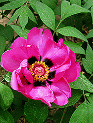 Hong Lian Tree Peony (Paeonia rockii 'Hong Lian') at Lakeshore Garden Centres
