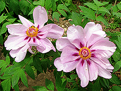 Lan Bao Shi Tree Peony (Paeonia suffruticosa 'Lan Bao Shi') at Lakeshore Garden Centres