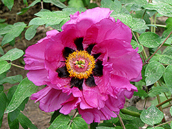 Hong Jin Rui Tree Peony (Paeonia rockii 'Hong Jin Rui') at Lakeshore Garden Centres