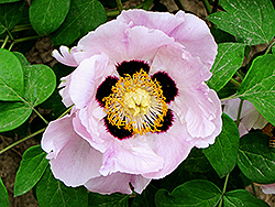 He Tang Qiu Bo Tree Peony (Paeonia rockii 'He Tang Qiu Bo') at Lakeshore Garden Centres