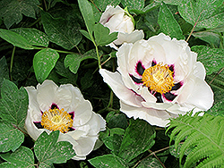 Bing Shan Xue Lian Tree Peony (Paeonia rockii 'Bing Shan Xue Lian') at Lakeshore Garden Centres