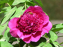 Zhuang Yuan Hong Tree Peony (Paeonia suffruticosa 'Zhuang Yuan Hong') at Lakeshore Garden Centres