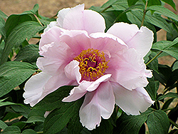 Yoshinogawa Tree Peony (Paeonia suffruticosa 'Yoshinogawa') at Lakeshore Garden Centres