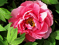 Chun Hong Jiao Yan Tree Peony (Paeonia suffruticosa 'Chun Hong Jiao Yan') at Lakeshore Garden Centres