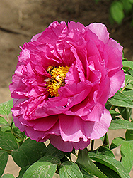 Zi Er Qiao Tree Peony (Paeonia suffruticosa 'Zi Er Qiao') at Lakeshore Garden Centres