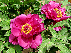 Jistsugetsu Nishiki Tree Peony (Paeonia suffruticosa 'Jitsugetsu Nishiki') at Lakeshore Garden Centres