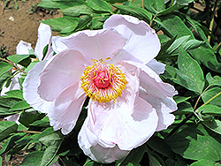 Yu Ban Bai Tree Peony (Paeonia suffruticosa 'Yu Ban Bai') at Lakeshore Garden Centres