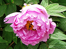Kamata Fuji Tree Peony (Paeonia suffruticosa 'Kamata Fuji') at Lakeshore Garden Centres